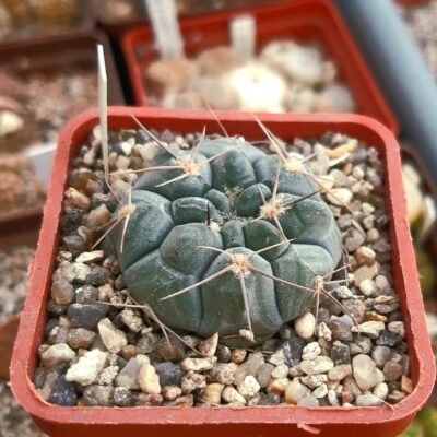 Gymnocalycium x simile (=prochazkianum x simplex) RF1211 Cerro Banado svah nad rančem, 717m