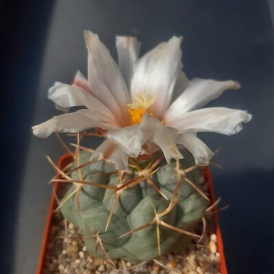 Thelocactus hexaedrophorus 'lloydii' SB113