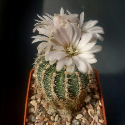 Gymnocalycium bruchii ssp. matznetteri (H.Amerhauser coll)
