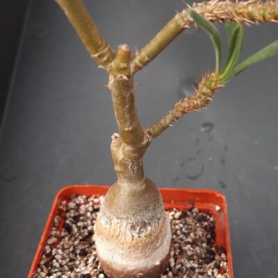 Pachypodium succulentum