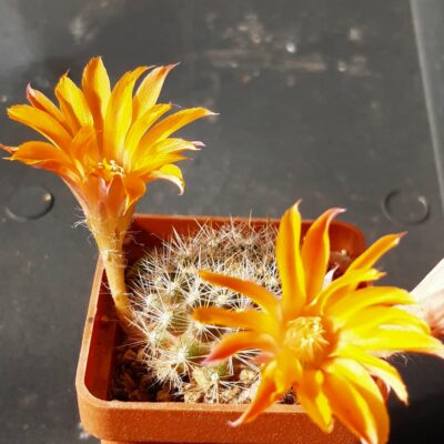 Aylostera flavistyla