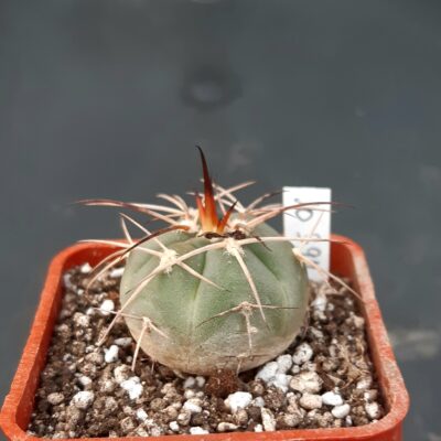Gymnocalycium cardenasianum f.armatum JO600, Toraya Puno, Parokia