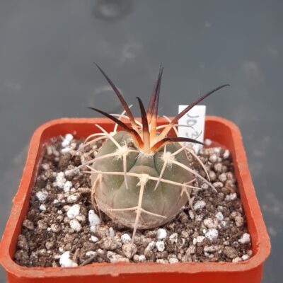 Gymnocalycium cardenasianum f.armatum JO600, Toraya Puno, Parokia