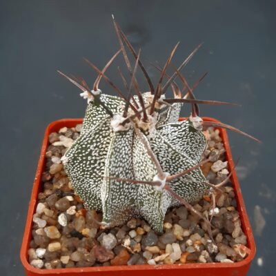 Astrophythum ornatum (темна колючка)