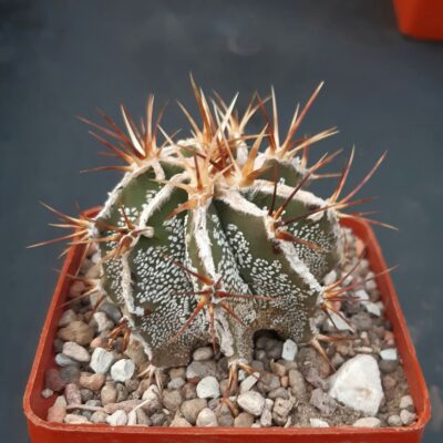 Astrophytum ornatum fukuryu 'hakujo'
