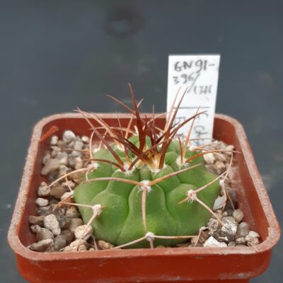 Gymnocalycium castellanosii v.ferocius GN91-396/1311 El Esp., Cordoba, Argentina 650-1010m  /strong spines/