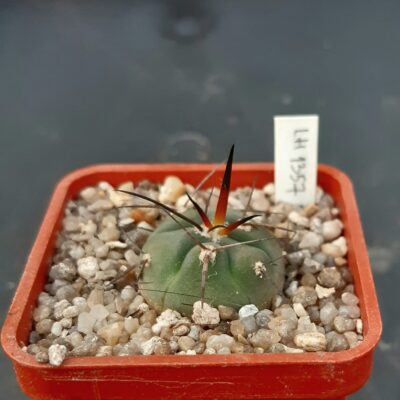 Gymnocalycium armatum LH1357 Pajcho centro Tarija Bol