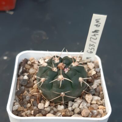 Gymnocalycium kulhanekii WP442/859 Córdoba, Punilla, Capilla del Monte, Cerro Uritorco, v části Quebrada del Viento, 1400-1450m