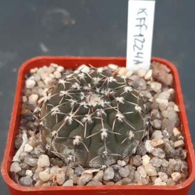 Gymnocalycium stellatum 'occultum' KFF 1224a, San Pablo, 1km behind pueblo, 509m, Catamarca, Argentina