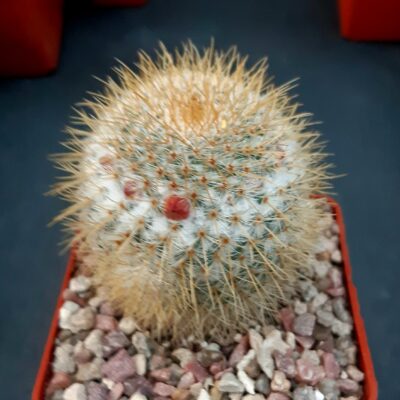 Mammillaria dixanthocentron Tonala
