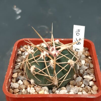 Gymnocalycium uruguaense HO39