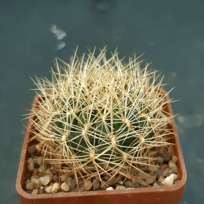 Sulcorebutia mentosa 'albissima' KK1567 Aiquile 2500m