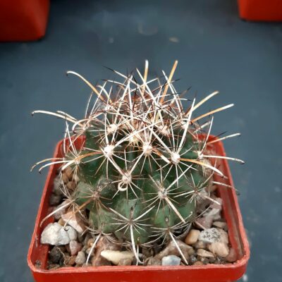 Ancistrocactus (Sclerocactus) scheeri Lx 696, Kelso, Coah
