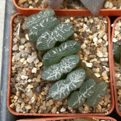 Haworthia truncata Japan
