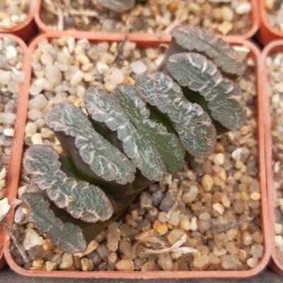 Haworthia truncata Japan