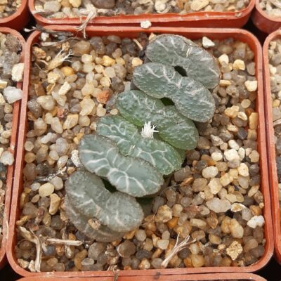Haworthia truncata Japan