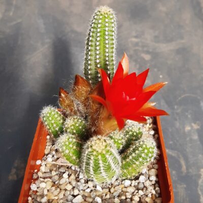 Hamaecereus silvestrii