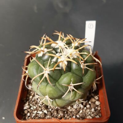 Coryphantha poselgeriana 'valida' VM854 Tetillas, Dur #2