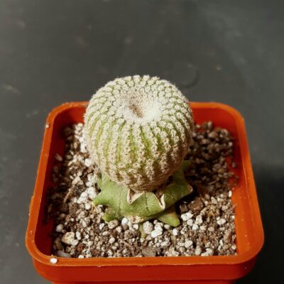 Yavia cryptocarpa