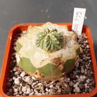 Aztekium ritteri GCG10088