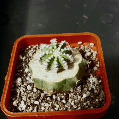 Aztekium hintonii LH442 Galeana, NL