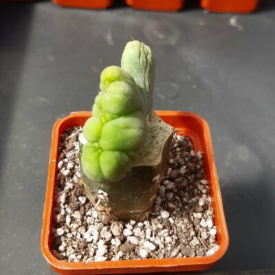 Myrtillocactus geometrizans cristata