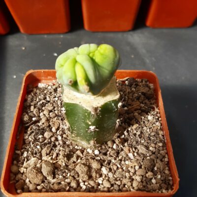 Myrtillocactus geometrizans cristata