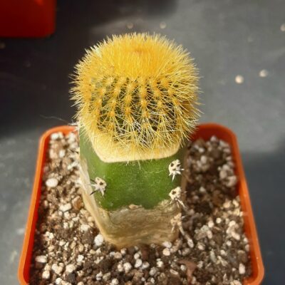 Uebelmannia eriocactoides