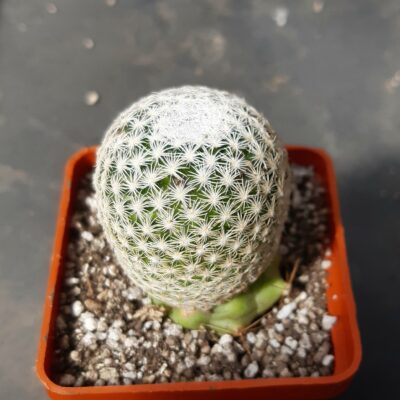 Mammillaria hermosana JSN, El Encino, Zac (=gasseriana)