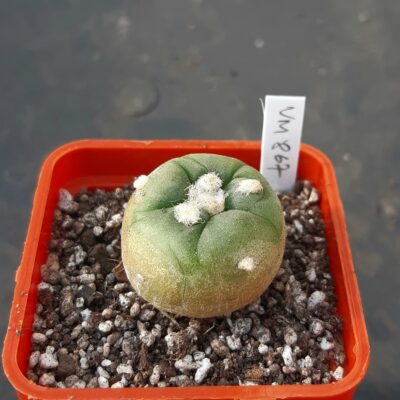 Lophophora alberto-vojtechii f.Nuevo Léon VM867, NL