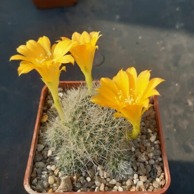 Rebutia senilis 'kesselringiana'