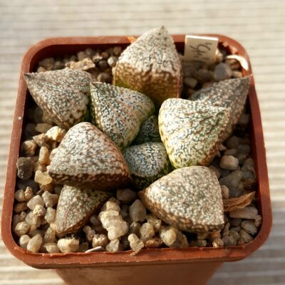 Haworthia picta Japan clone