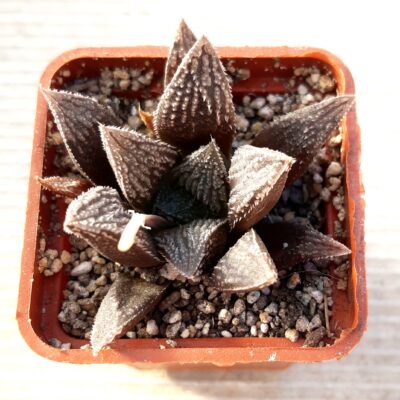 Haworthia selection