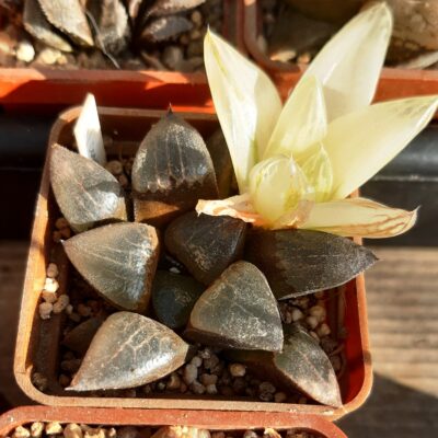 Haworthia correcta