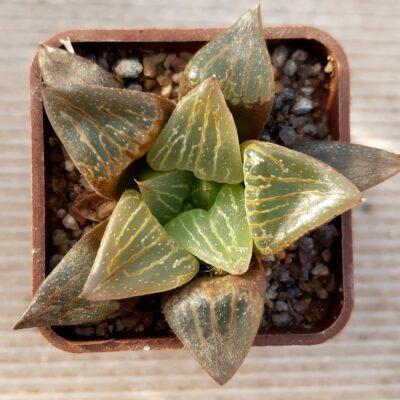Haworthia selection