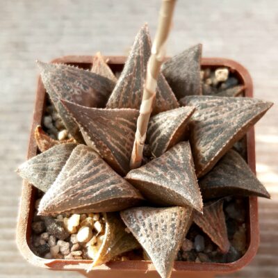 Haworthia splendens hybr