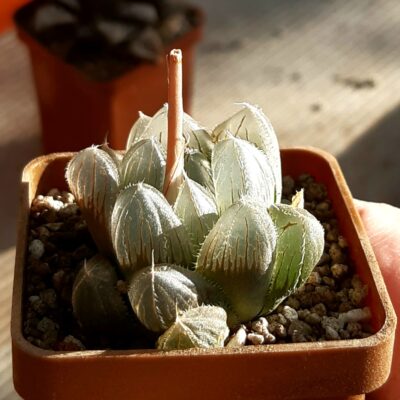 Haworthia cooperi selection ('Star')