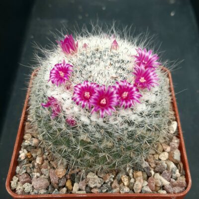 Mammillaria hahniana