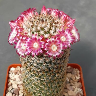 Mammillaria matudae