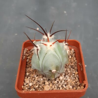 Echinocactus platyacantus
