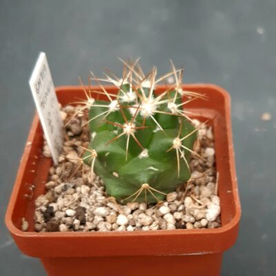 Coryphantha tripugionacantha GM712 San Juan Capistrano, Zacatecas