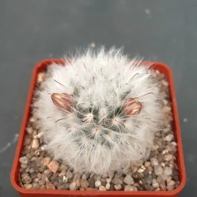 Mammillaria bocasana v.multilanata