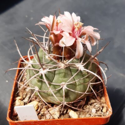 Gymnocalycium nidulans STO88-124 Aimogasta, LR, Arg. 600m