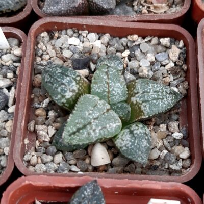 Haworthia picta Japan clone