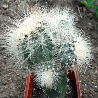 Copiapoa krainziana, San Ramon