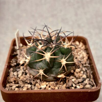 Acanthocalycium munitum DH10 Cerro Zorrito, Plateau