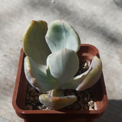 Pachyveria 'Jocelyn's Joy' variegata