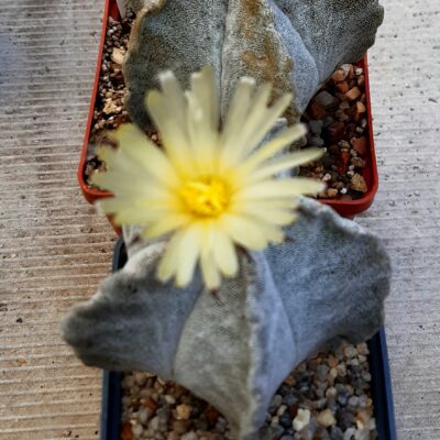 Astrophytum myriostigma 'tulense' PP455