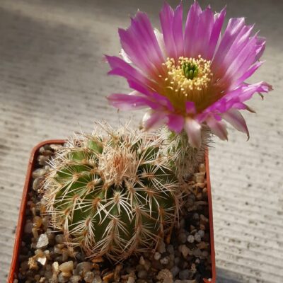 Echinocereus reichenbachii