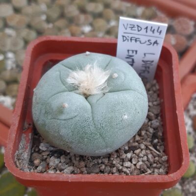 Lophophora diffusa VZD144 Entronque